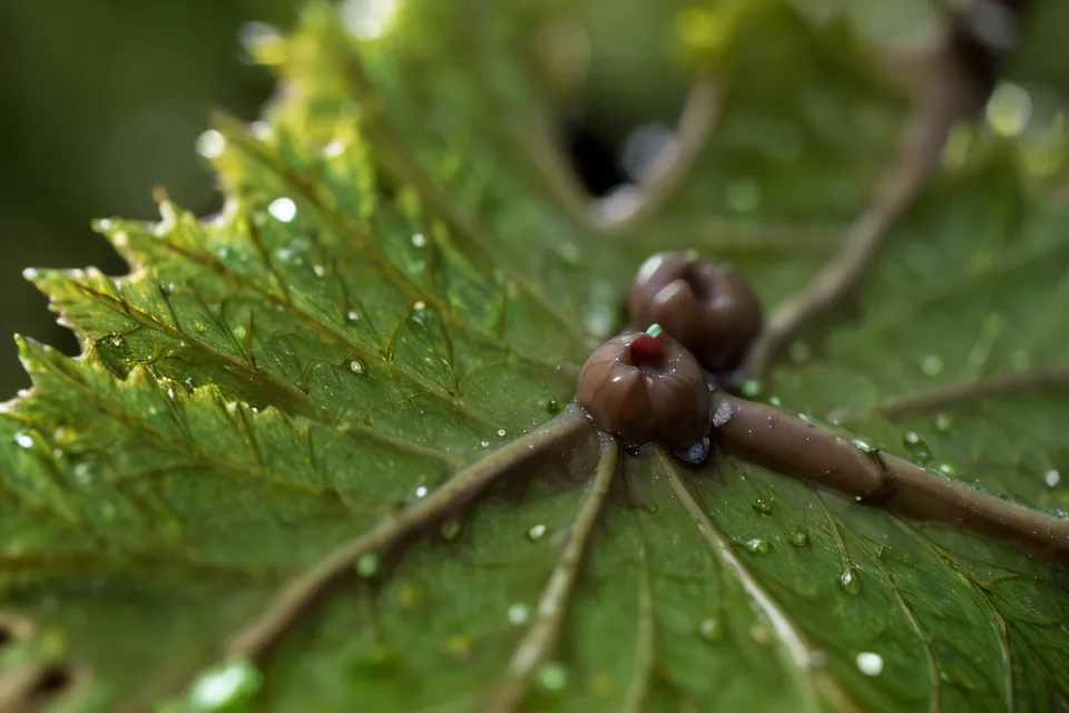Arrosoir à jet fin bonsai : gouttes d'eau perlant sur les feuilles vertes d'un érable après l'arrosage