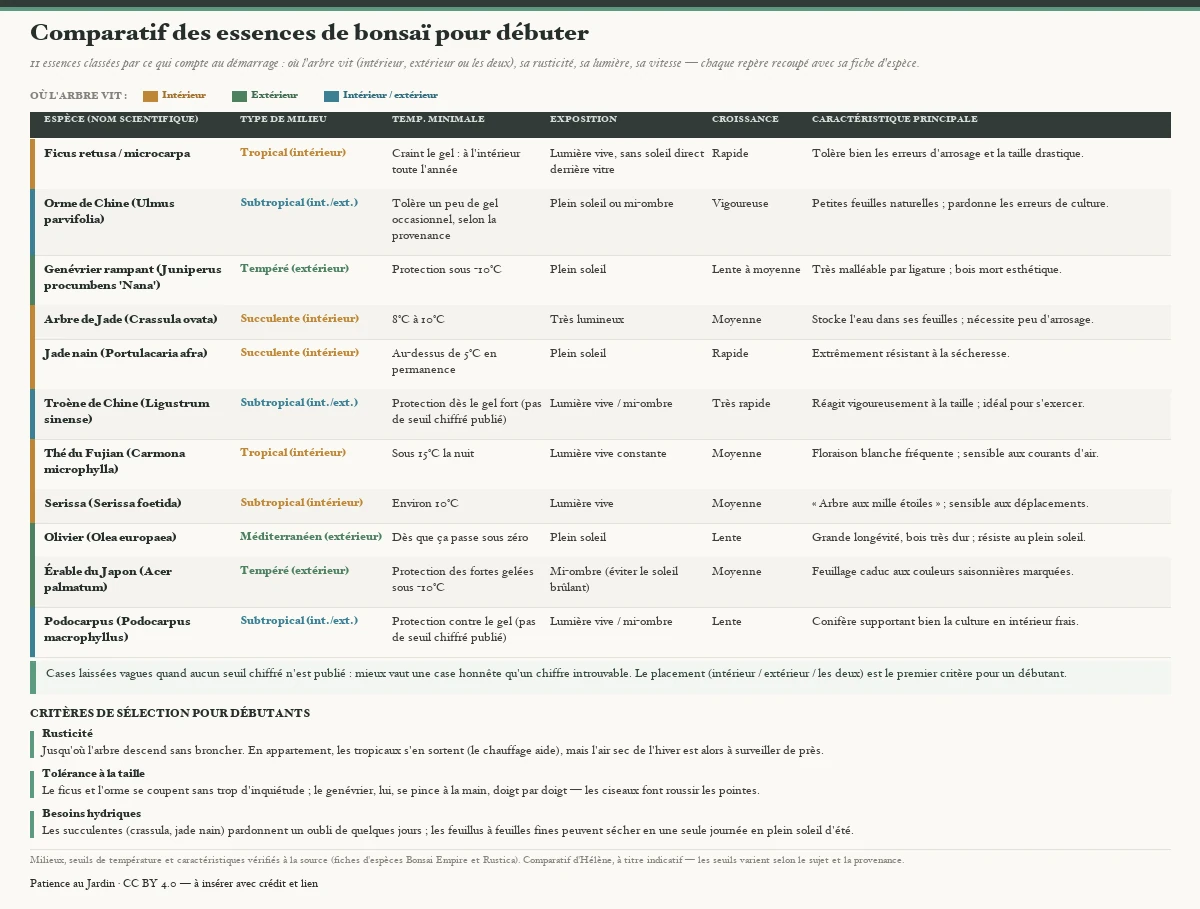 Comparatif de onze essences de bonsaï pour débuter, avec pour chacune le type de milieu (codé par couleur selon le placement : intérieur, extérieur, ou les deux), la température minimale, l'exposition, la vitesse de croissance et la caractéristique principale. Bonsaïs d'intérieur : ficus (craint le gel, tolère les erreurs d'arrosage), arbre de jade et jade nain (succulentes résistantes à la sécheresse, au-dessus de 5 à 10 °C), thé du Fujian (sous 15 °C la nuit), serissa (environ 10 °C, sensible aux déplacements). D'intérieur ou d'extérieur : orme de Chine, troène, podocarpus. D'extérieur : genévrier et érable du Japon (protection sous -10 °C), olivier (protection dès zéro). Le placement — intérieur, extérieur ou les deux — est le premier critère pour un débutant. Repères recoupés avec les fiches d'espèce ; certains seuils restent vagues faute de chiffre publié, et varient selon le sujet et la provenance.